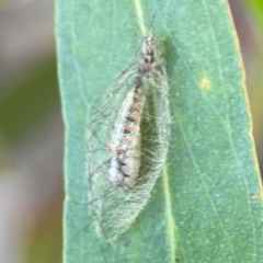 Anestia (genus) at Nicholls, ACT - 30 Dec 2023 05:40 PM