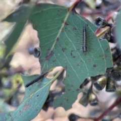 Anestia (genus) at Nicholls, ACT - 30 Dec 2023