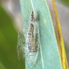 Anestia (genus) at Nicholls, ACT - 30 Dec 2023 05:40 PM