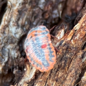 Monophlebulus sp. (genus) at Nicholls, ACT - 30 Dec 2023 05:40 PM