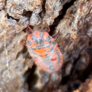 Monophlebulus sp. (genus) at Nicholls, ACT - 30 Dec 2023