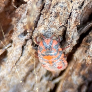 Monophlebulus sp. (genus) at Nicholls, ACT - 30 Dec 2023 05:40 PM