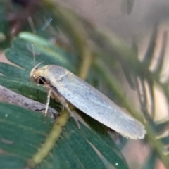 Oecophoridae (family) (Unidentified Oecophorid concealer moth) at Nicholls, ACT - 30 Dec 2023 by Hejor1