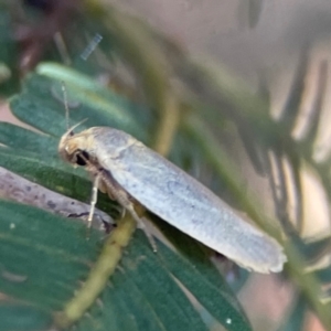 Oecophoridae (family) at Nicholls, ACT - 30 Dec 2023