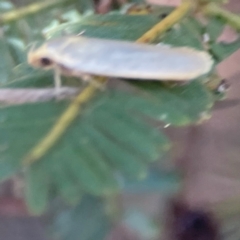 Oecophoridae (family) at Nicholls, ACT - 30 Dec 2023