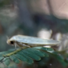 Oecophoridae (family) at Nicholls, ACT - 30 Dec 2023