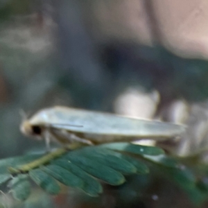 Oecophoridae (family) at Nicholls, ACT - 30 Dec 2023