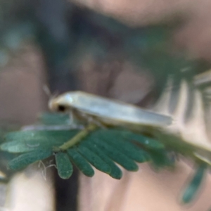 Oecophoridae (family) at Nicholls, ACT - 30 Dec 2023