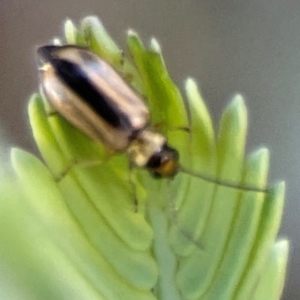 Monolepta froggatti at Nicholls, ACT - 30 Dec 2023