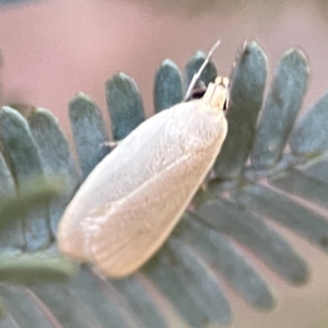 Telocharacta metachroa at Nicholls, ACT - 30 Dec 2023