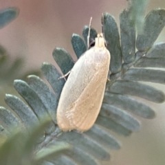 Telocharacta metachroa at Nicholls, ACT - 30 Dec 2023 05:48 PM