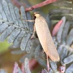 Telocharacta metachroa at Nicholls, ACT - 30 Dec 2023