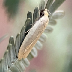 Telocharacta metachroa at Nicholls, ACT - 30 Dec 2023