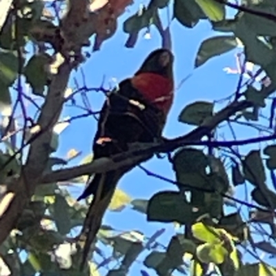 Trichoglossus moluccanus (Rainbow Lorikeet) at Nicholls, ACT - 30 Dec 2023 by Hejor1