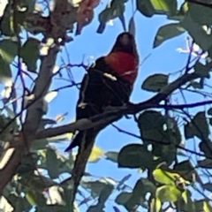 Trichoglossus moluccanus at Nicholls, ACT - 30 Dec 2023