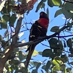 Trichoglossus moluccanus at Nicholls, ACT - 30 Dec 2023