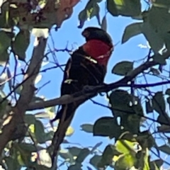 Trichoglossus moluccanus at Nicholls, ACT - 30 Dec 2023 05:55 PM