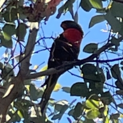 Trichoglossus moluccanus at Nicholls, ACT - 30 Dec 2023 05:55 PM