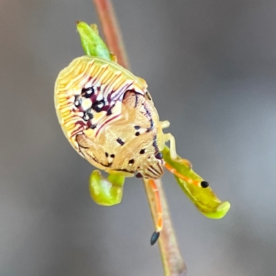 Anischys sp. (genus) (Unidentified Anischys bug) at Nicholls, ACT - 30 Dec 2023 by Hejor1