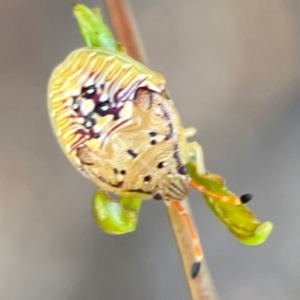 Anischys sp. (genus) at Nicholls, ACT - 30 Dec 2023