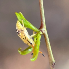 Anischys sp. (genus) at Nicholls, ACT - 30 Dec 2023