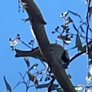 Passer domesticus at Nicholls, ACT - 30 Dec 2023