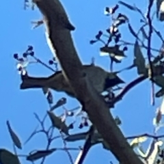 Passer domesticus at Nicholls, ACT - 30 Dec 2023