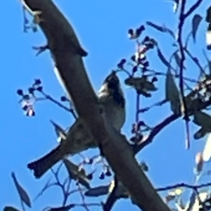 Passer domesticus at Nicholls, ACT - 30 Dec 2023 06:09 PM