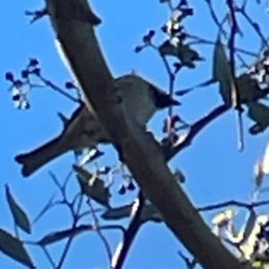 Passer domesticus at Nicholls, ACT - 30 Dec 2023 06:09 PM