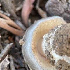 Amanita ochrophylla group at Nicholls, ACT - 30 Dec 2023 06:16 PM