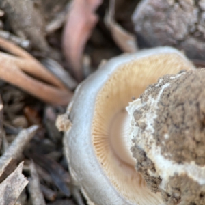 Amanita ochrophylla group at Nicholls, ACT - 30 Dec 2023