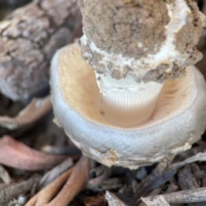 Amanita ochrophylla group at Nicholls, ACT - 30 Dec 2023 06:16 PM