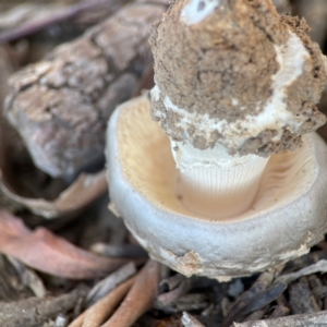 Amanita ochrophylla group at Nicholls, ACT - 30 Dec 2023 06:16 PM