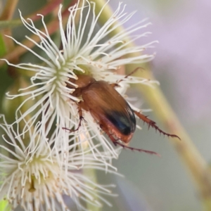 Phyllotocus macleayi at Nicholls, ACT - 30 Dec 2023