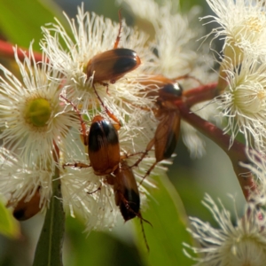 Phyllotocus macleayi at Nicholls, ACT - 30 Dec 2023