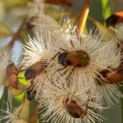 Phyllotocus macleayi at Nicholls, ACT - 30 Dec 2023