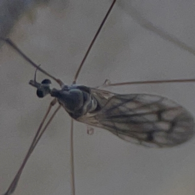 Symplecta (Trimicra) pilipes (A limoniid crane fly) at Nicholls, ACT - 30 Dec 2023 by Hejor1