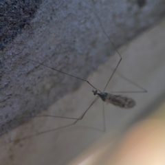 Symplecta (Trimicra) pilipes at Nicholls, ACT - 30 Dec 2023 06:27 PM