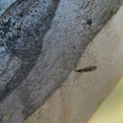 Symplecta (Trimicra) pilipes at Nicholls, ACT - 30 Dec 2023 06:27 PM