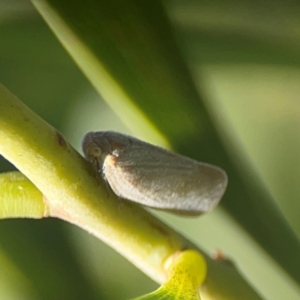 Anzora unicolor at Nicholls, ACT - 30 Dec 2023