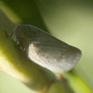 Anzora unicolor at Nicholls, ACT - 30 Dec 2023