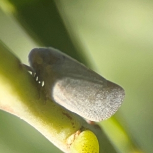 Anzora unicolor at Nicholls, ACT - 30 Dec 2023