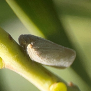 Anzora unicolor at Nicholls, ACT - 30 Dec 2023