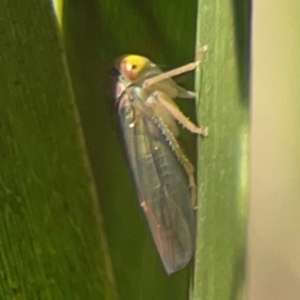 Cicadellidae (family) at Nicholls, ACT - 30 Dec 2023 06:52 PM