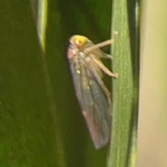 Cicadellidae (family) at Nicholls, ACT - 30 Dec 2023 06:52 PM