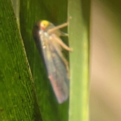 Cicadellidae (family) at Nicholls, ACT - 30 Dec 2023