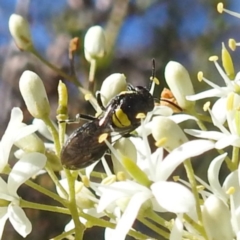 Hylaeus sp. (genus) (A masked bee) at Kambah, ACT - 30 Dec 2023 by HelenCross