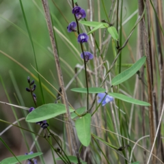 Glycine tabacina (Variable Glycine) at Higgins, ACT - 29 Dec 2023 by Untidy