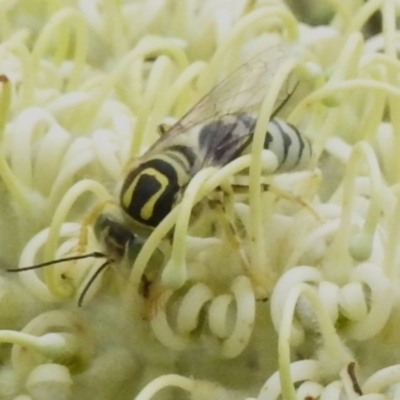 Bembix sp. (genus) (Unidentified Bembix sand wasp) at Acton, ACT - 29 Dec 2023 by JohnBundock