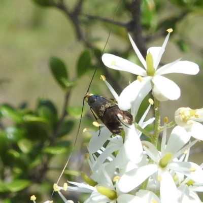 Nemophora (genus) (A Fairy Moth) at McQuoids Hill - 22 Dec 2023 by HelenCross